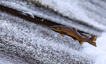 How selenium in fish can make mercury harmless